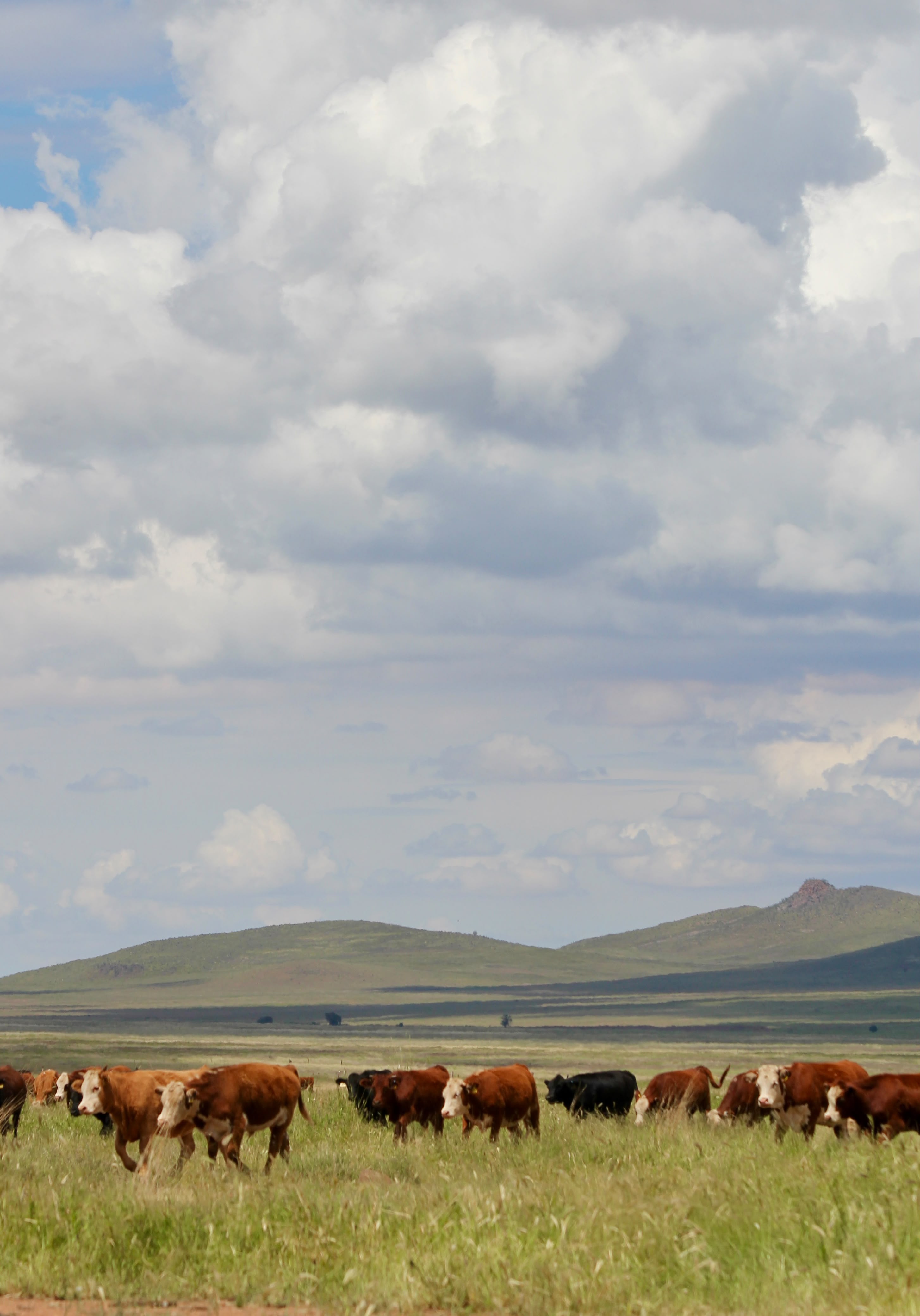 Manada de ganado grassfed pastando en un llano de Sonora